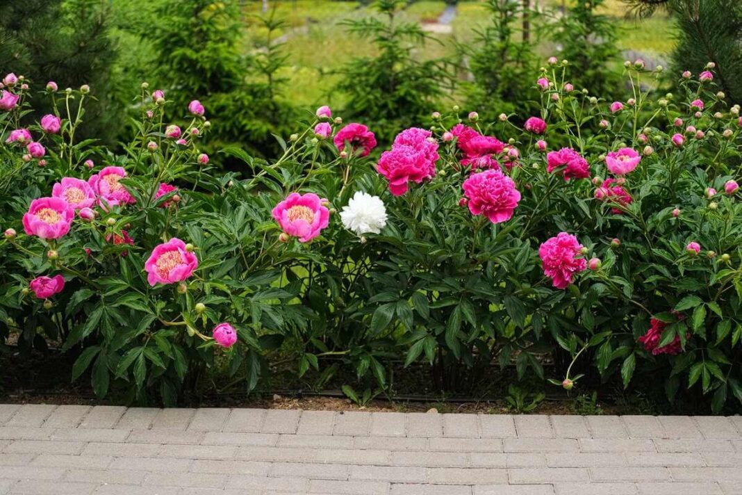 bijūnų sodinimas pavasarį padeda suformuoti tankų ir gausiai žydintį gėlyną jūsų sodybos kieme.