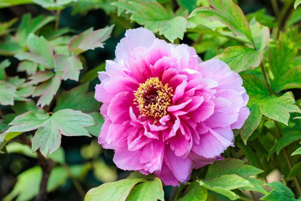 bijūnų sodinimas pavasarį užtikrina, kad jūsų darže išsiskleis dideli ir purūs dekoratyvūs žiedai.