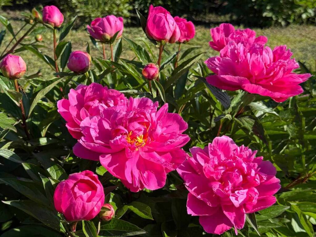 Bijūnų tręšimas pavasarį padeda krūmams sukrauti ryškius, sodriai rožinius žiedus ir gausius pumpurus.