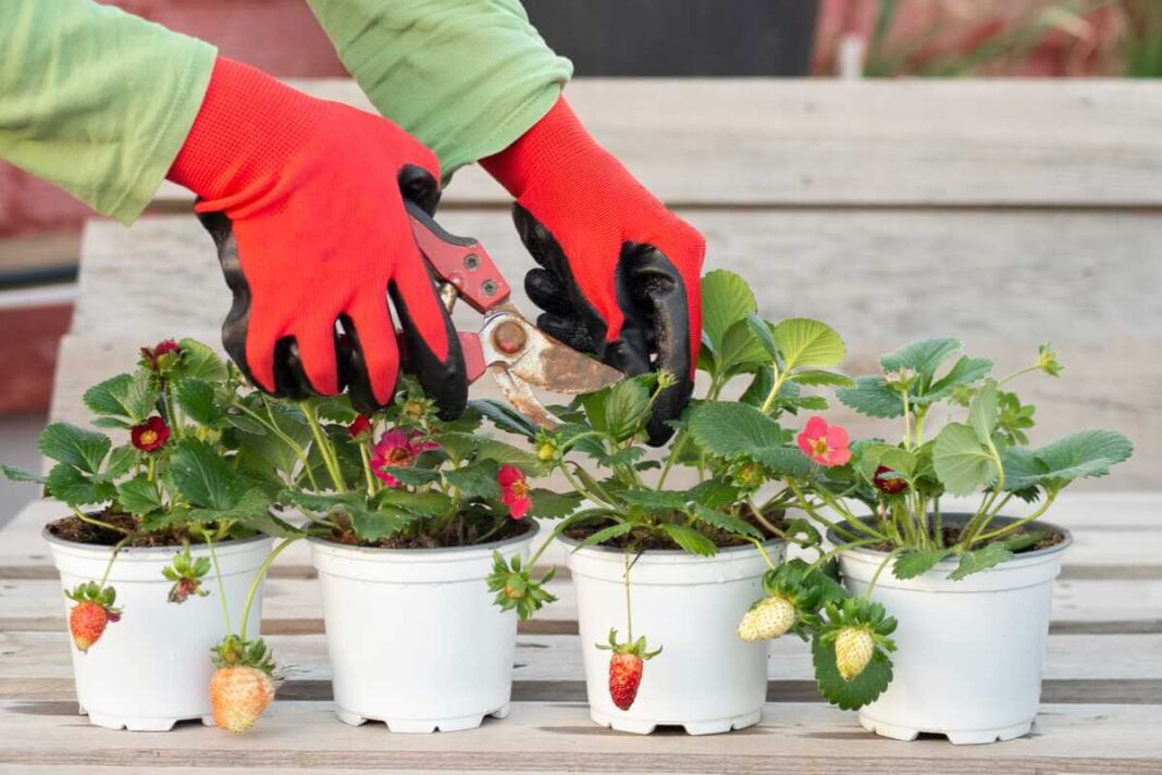 Braškių priežiūra po žiemos - sodininkas raudonomis pirštinėmis karpо braškių sodinukus baltuose vazonuose su brendančiais vaisiais.