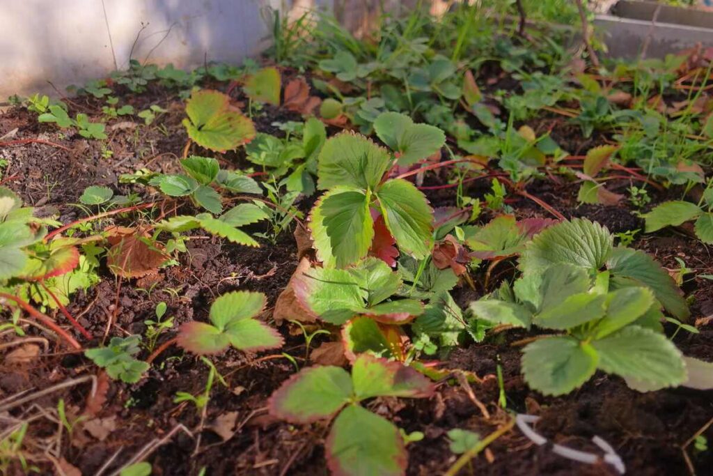 Braškių priežiūra po žiemos - bundanti lysvė su žaliais ir rusvais lapais tamsioje dirvoje ankstyvo pavasario rytą.