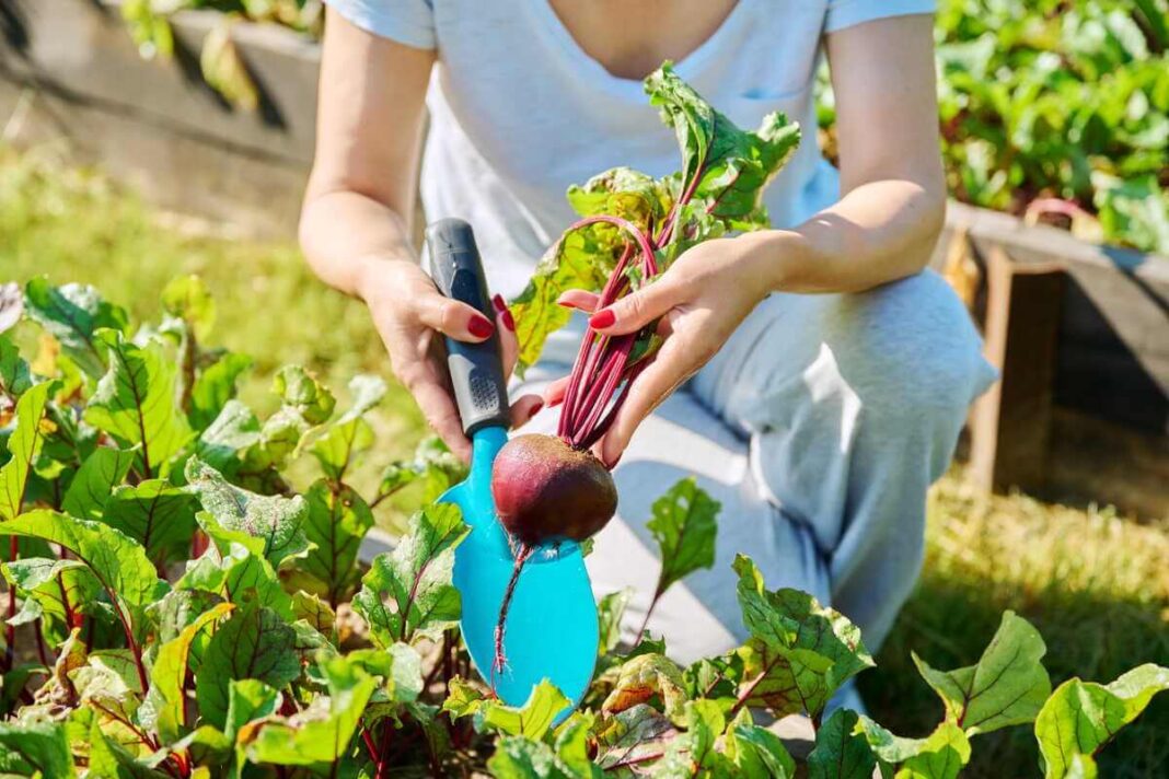 Burokėlių sėja: moteris sode atsiklaupusi laiko ką tik išrautą apvalų raudoną šakniavaisį su vešliais lapais, naudodama mėlyną sodo įrankį.