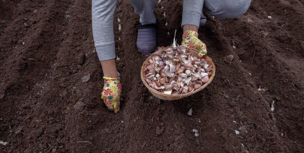 česnakų sodinimas pavasarį atliekamas rankomis dėliojant atrinktas skilteles į paruoštas purias vagas.
