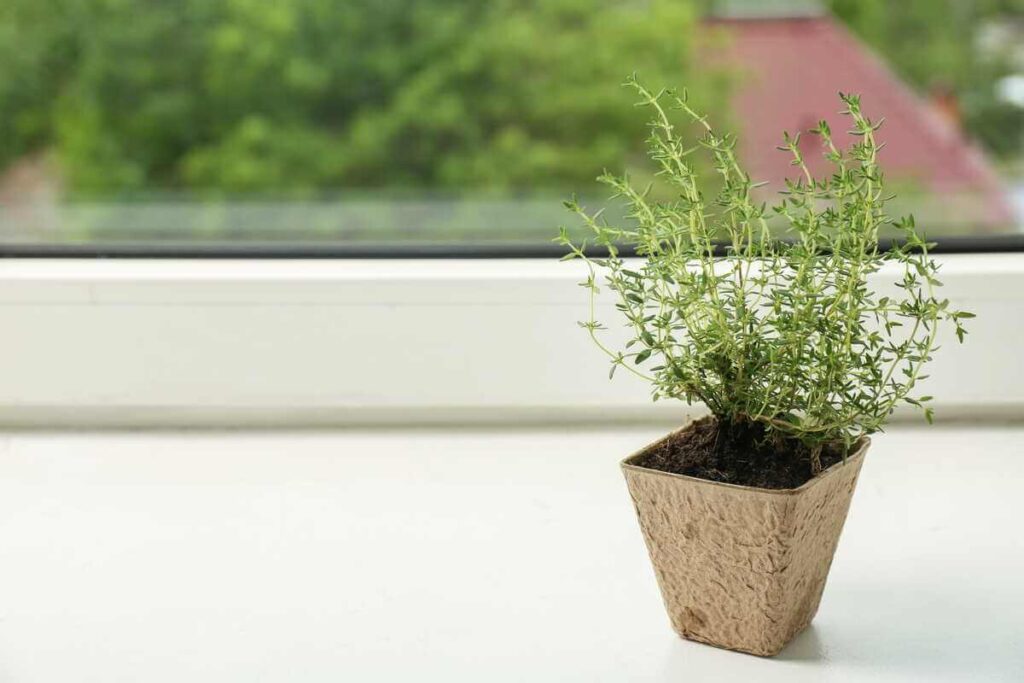 Čiobrelių auginimas namuose prasideda nuo saulėtos palangės parinkimo, kurioje šis prieskoninis augalas gautų bent šešias valandas šviesos.