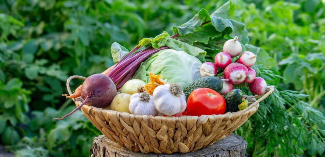 Daržovės pradedantiesiems pavaizduotos per gausų derlių krepšyje, kuriame matomi ridikėliai, agurkai, pomidorai ir švieži kopūstai.