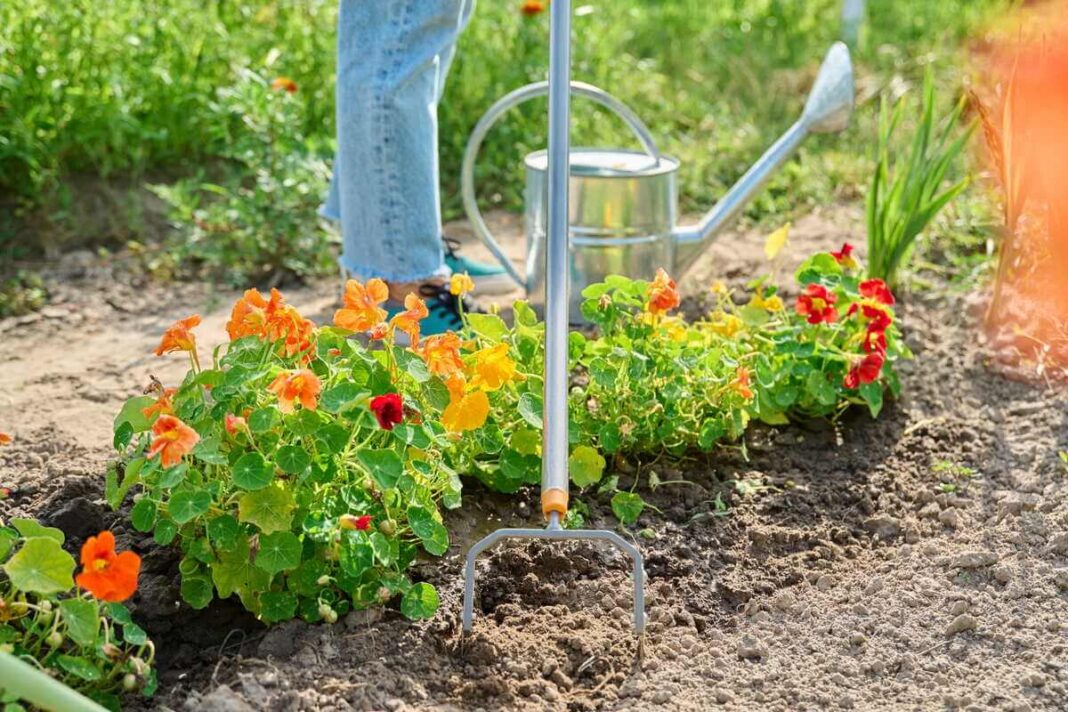 Daugiamečiai augalai piktžolėms stabdyti geriau įsitvirtina, kai aplink juos dirva purenama specialiu sodo įrankiu.
