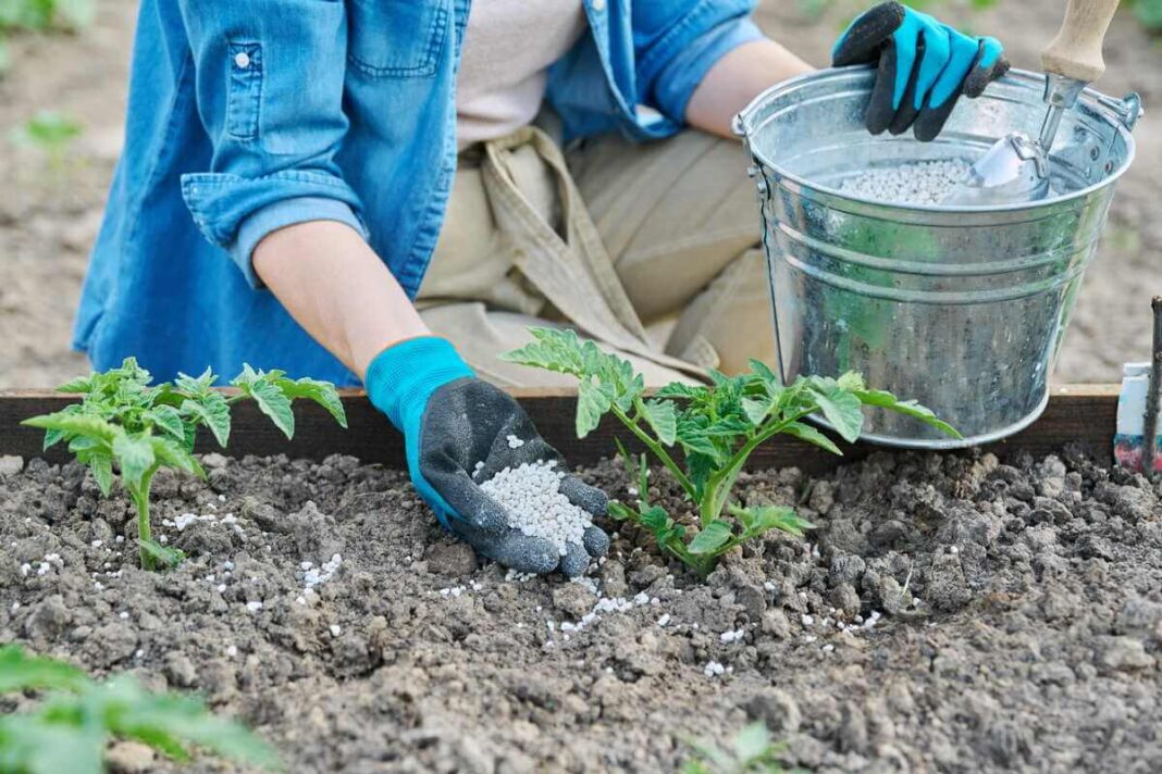Epsom druska beriama aplink jauną pomidoro sodinuką atviroje dirvoje, siekiant papildyti magnio atsargas.