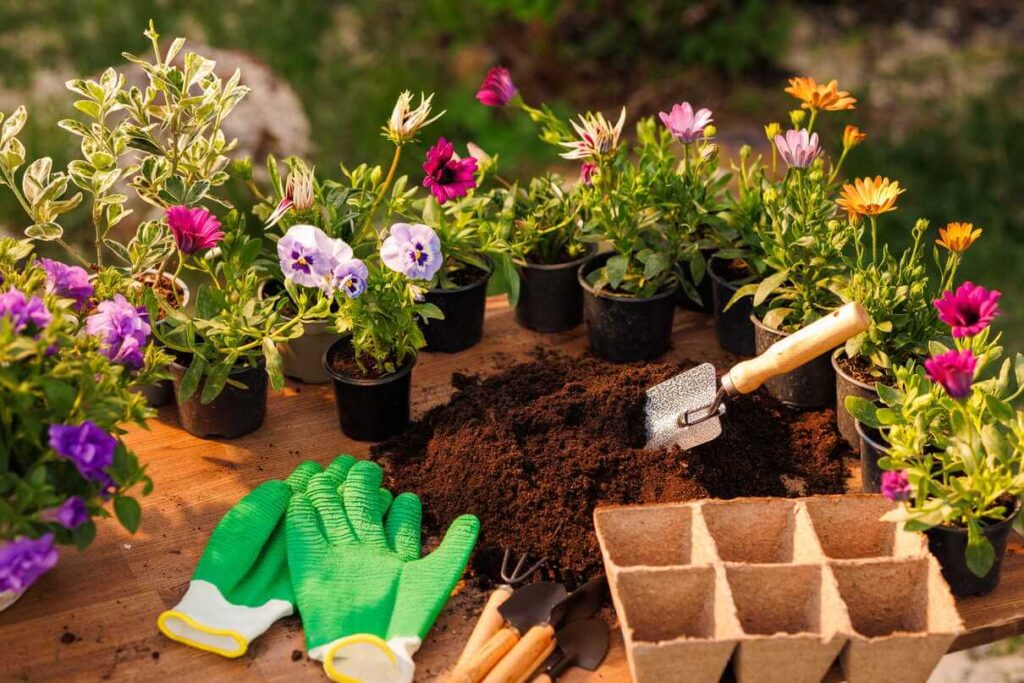 Gėlių sodinimas kovą naudojant sodo pirštines, kastuvėlį ir paruoštą derlingą substratą vazonėliuose.