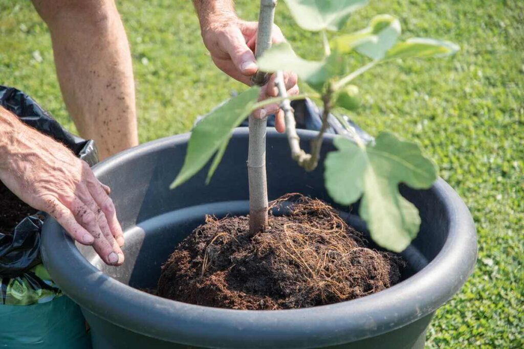 Greitai augantys vaismedžiai, tokie kaip figmedžiai, gali būti sėkmingai sodinami į didelius vazonus jų pradiniame augimo etape.