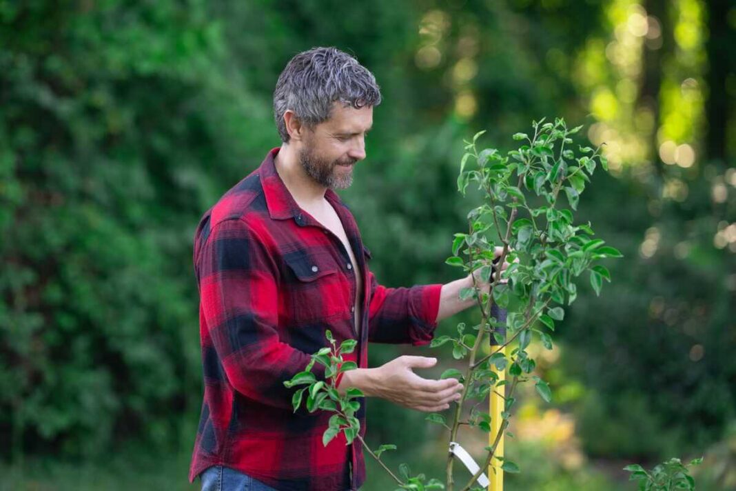 Greitai augantys vaismedžiai reikalauja kruopštaus šeimininko dėmesio ir tinkamo vietos parinkimo sode pavasario metu.