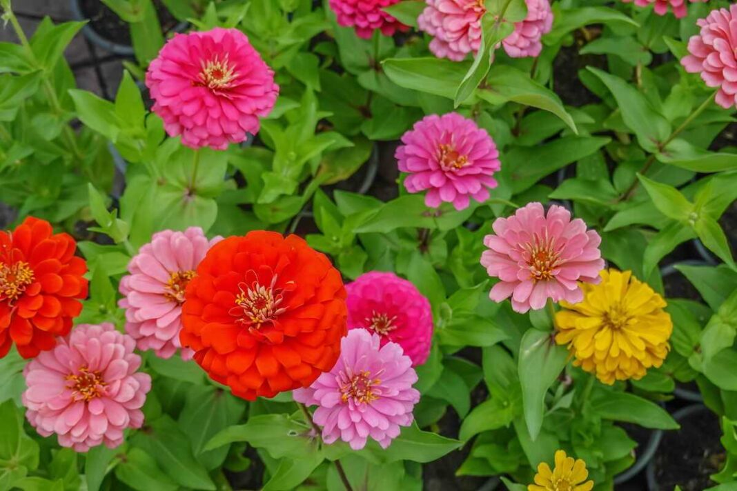 Gvazdūnių auginimas leidžia džiaugtis įvairiaspalve žiedų jūra, kuri puošia sodybos gėlyną visą vasarą.