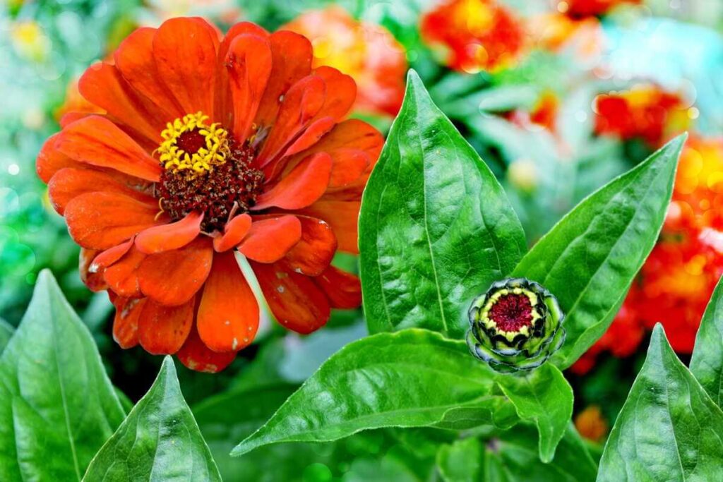 Gvazdūnių auginimas sode suteikia galimybę stebėti visą augalo ciklą nuo ryškaus žiedo iki besiskleidžiančio pumpuro.