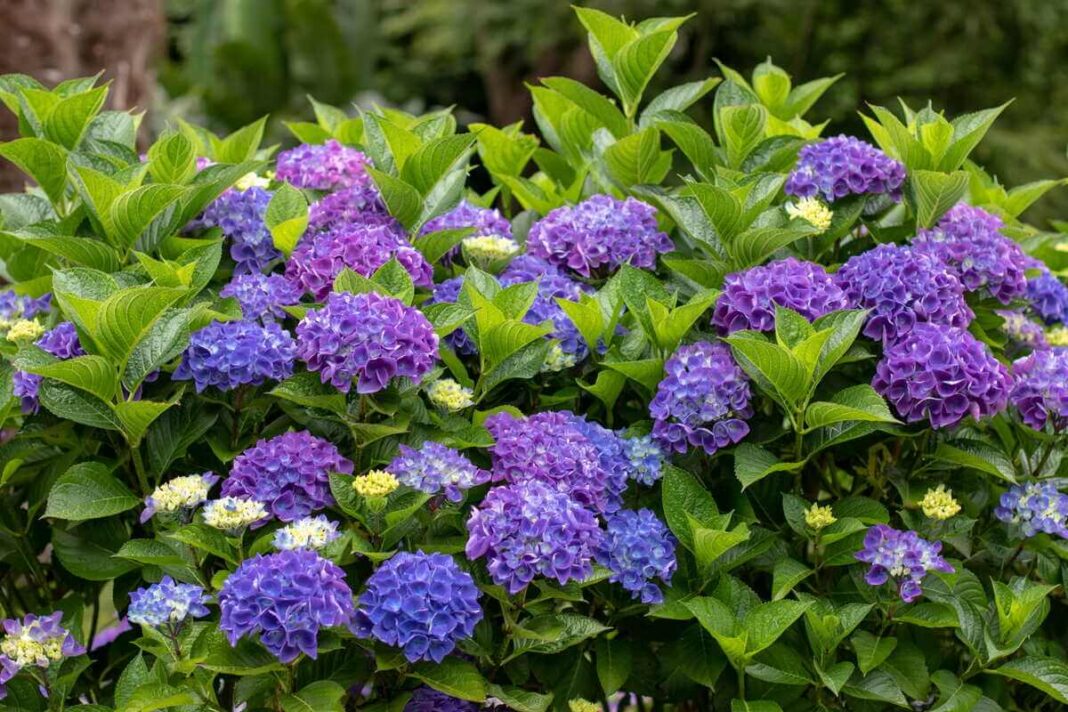 hortenzijų priežiūra siekiant išauginti tankų ir ryškiais violetiniais žiedais pasidabinusį krūmą sode.