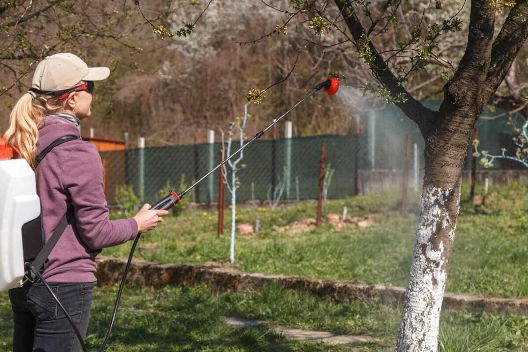 Pirmas purškimas pavasarį atliekamas specialiu purkštuvu sode siekiant apsaugoti medžius nuo plintančių ligų ir kenkėjų.