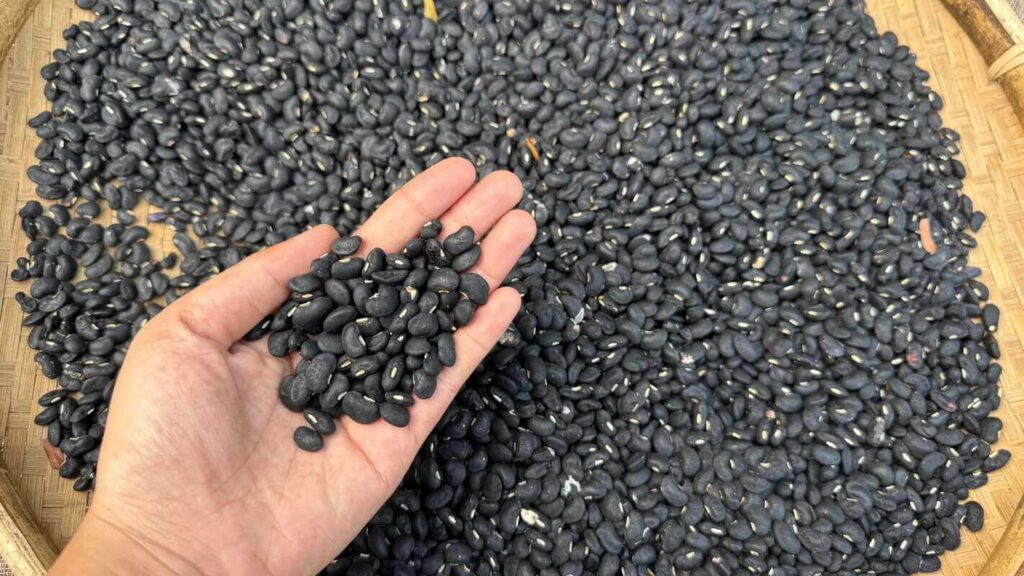 Juodosios pupelės laikomos delne virš pinto krepšio pilno džiovintų ankštinių daržovių derliaus.