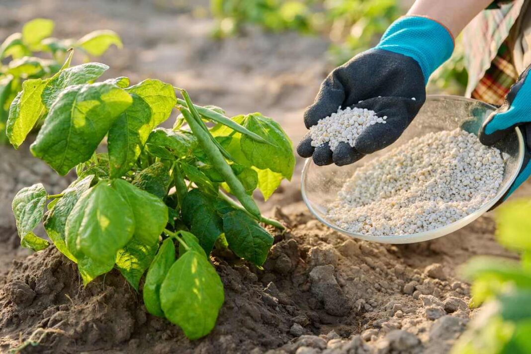 Kalio trąšos augalams granulėmis padeda pupelėms ir kitiems ankštiniams augalams augti sparčiau bei gausiau derėti.