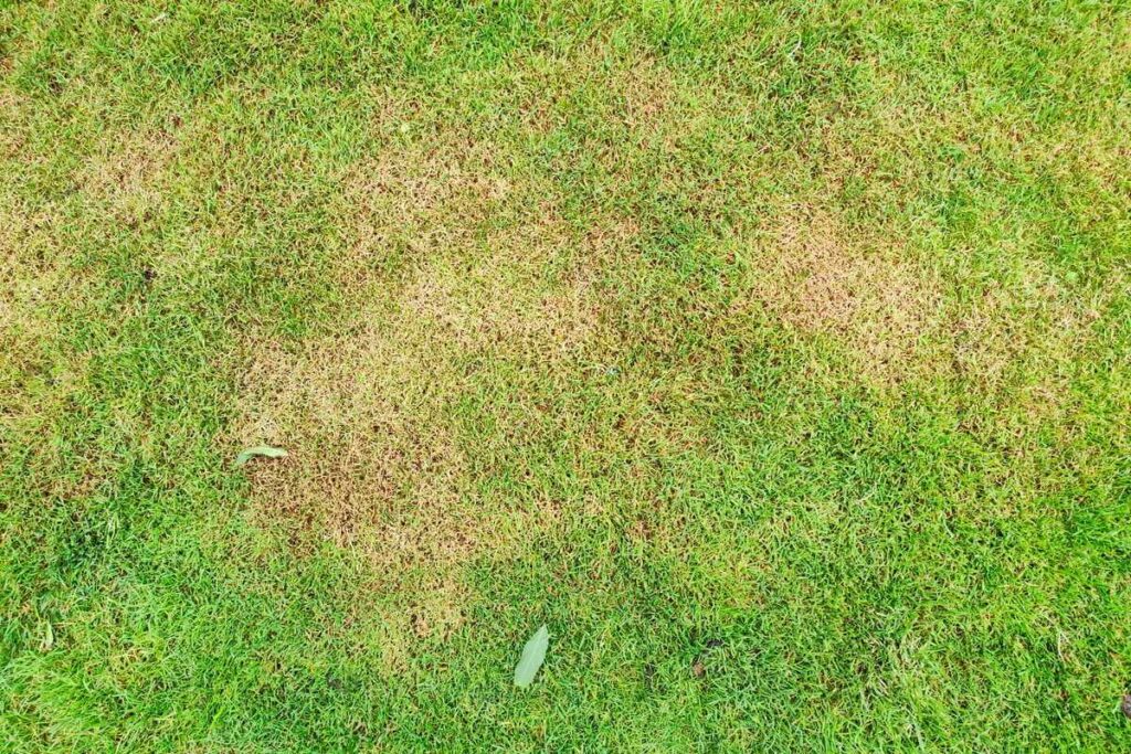 Kalkių naudojimas vejai pavasarį yra būtinas pastebėjus rudas dėmes ar retėjančius plotus dėl per didelio rūgštingumo.