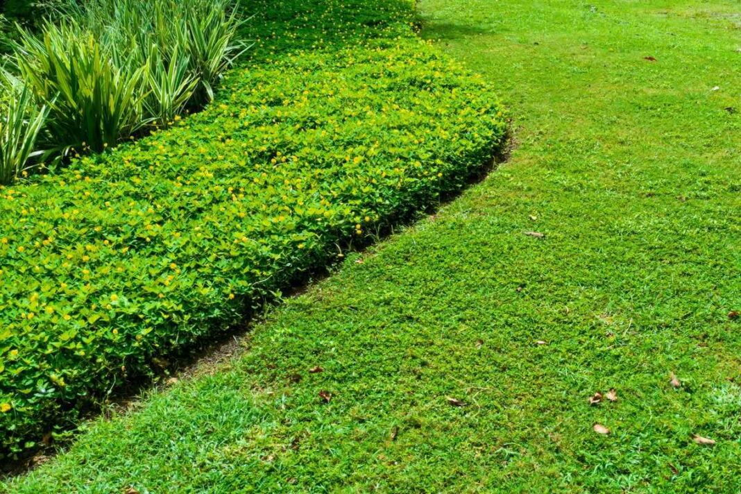 Kalkių naudojimas vejai pavasarį padeda palaikyti sodrią žalią spalvą ir tankią dekoratyvinių augalų dangą.