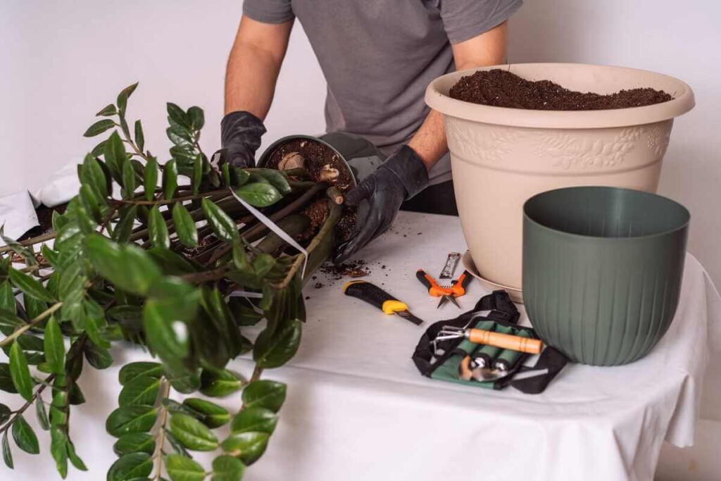Kambarinių gėlių persodinimas paruoštoje darbo vietoje su nauju vazonu ir reikiamais sodo įrankiais.
