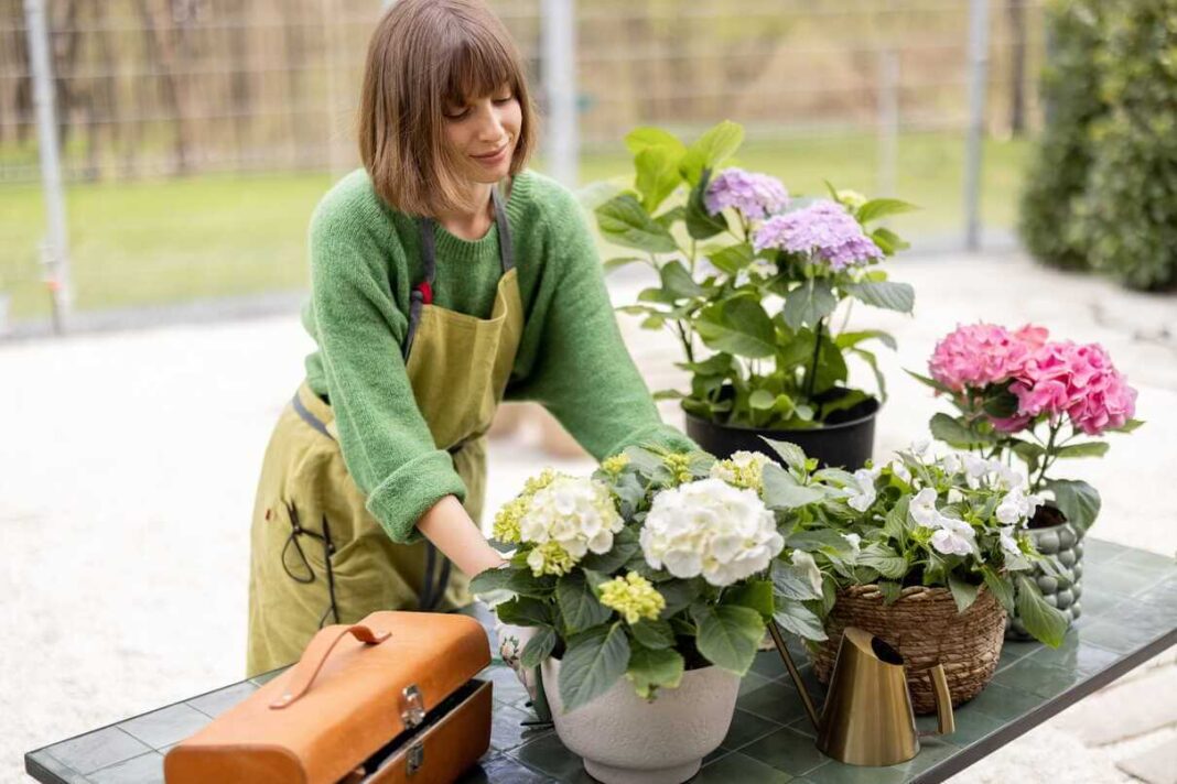 Kaskadinės hortenzijos vazonuose, kuriuos prižiūri jauna moteris sodo centre.