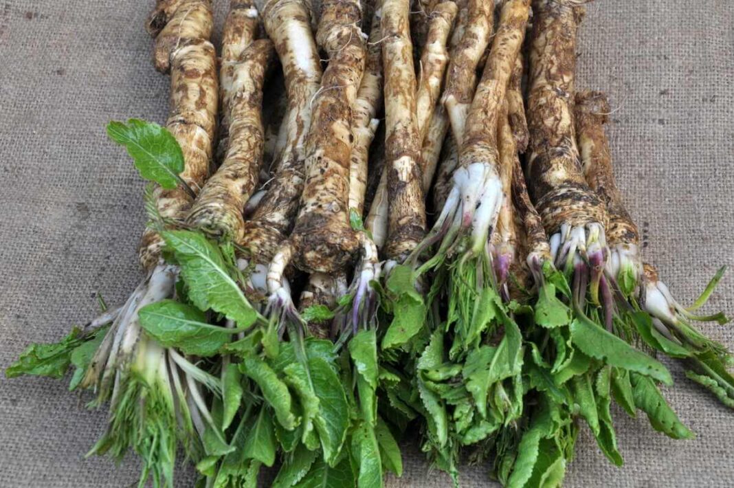 Krienų auginimas darže užtikrina gausų derlių, kurį surinkus kartu su jaunais lapeliais išsaugomas maksimalus augalo aromatas.