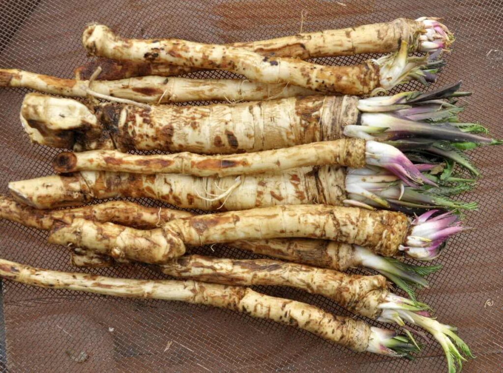 Krienų auginimas darže baigiasi vėlyvą rudenį, kai iškasamos ilgos, tvirtos ir aštraus skonio kupinos šaknys.