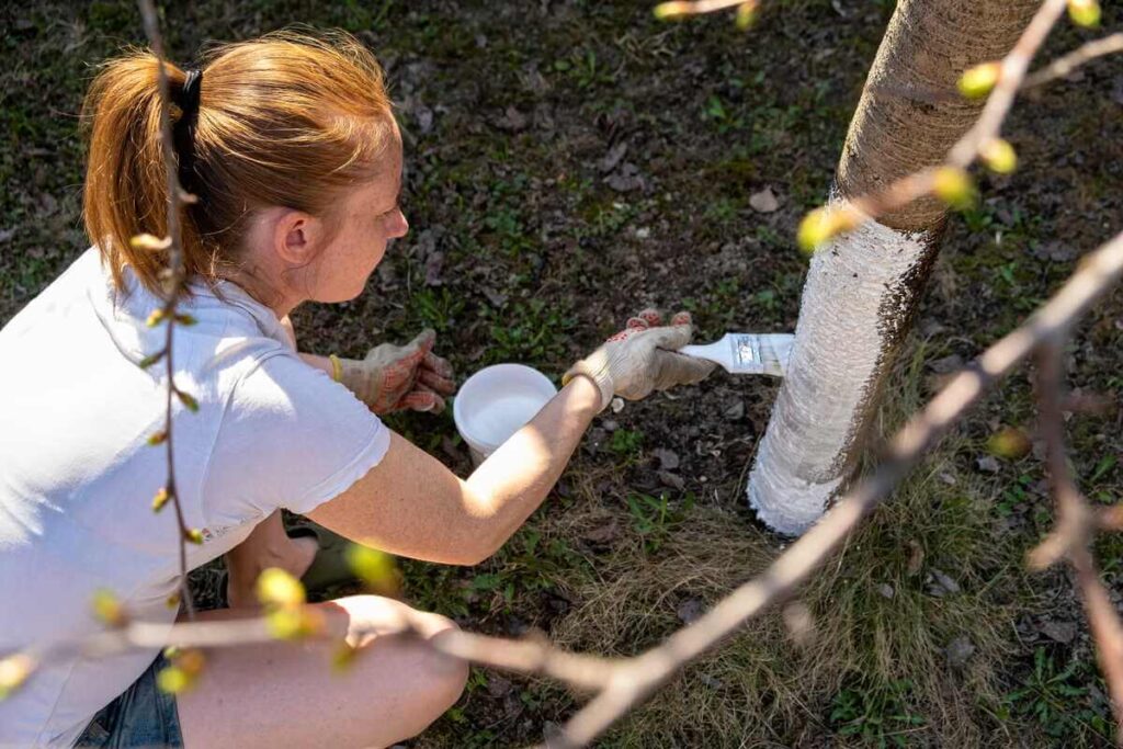 Medžių balinimas pavasarį daromas teptuku dažant apatinę kamieno dalį balta spalva sode.