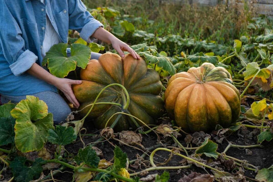 Moliūgų auginimas sėkmingai baigtas - didelis oranžinis moliūgas guli ant žemės tarp žalių lapų.