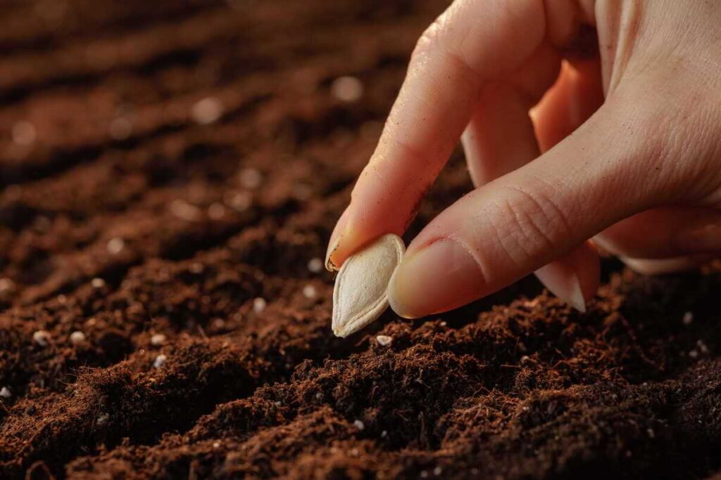 Moliūgų auginimas atperka visas pastangas, kai pavyksta užauginti tokį didelį ir sveiką vaisių sodybos darže.