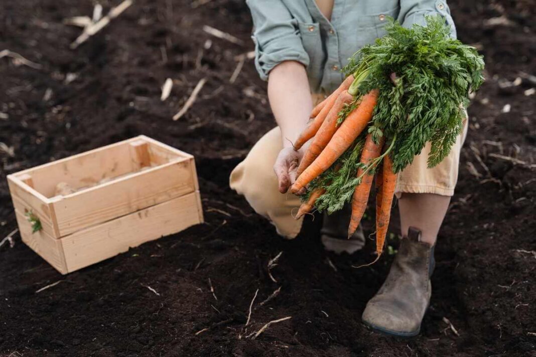 Morkų auginimas: sodininkas tamsiame darže atsargiai laiko didelę puokštę ką tik nuskintų, ryškiai oranžinių morkų su sveikais žaliais lapais, šalia medinės dėžės.