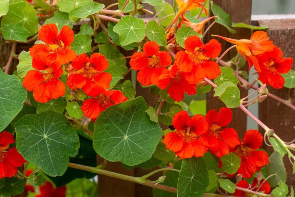 Nasturčių sodinimas šalia medinės konstrukcijos.