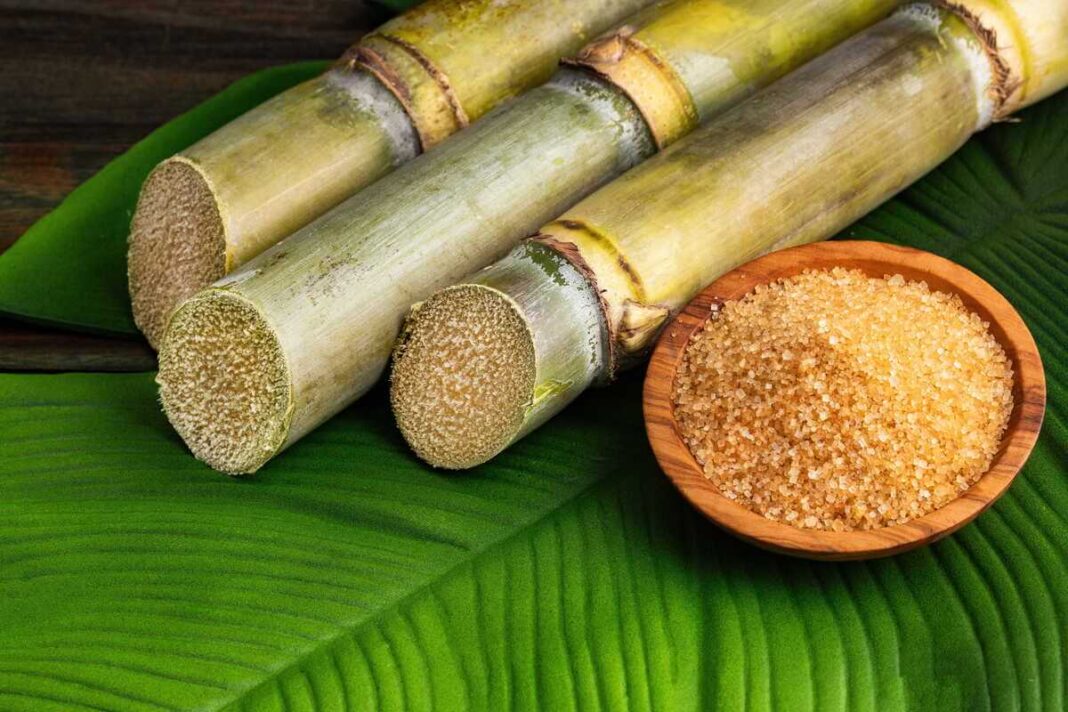 Nendrių cukrus mažame indelyje pavaizduotas šalia žalių cukranendrių stiebų ant ryškaus lapo fono.