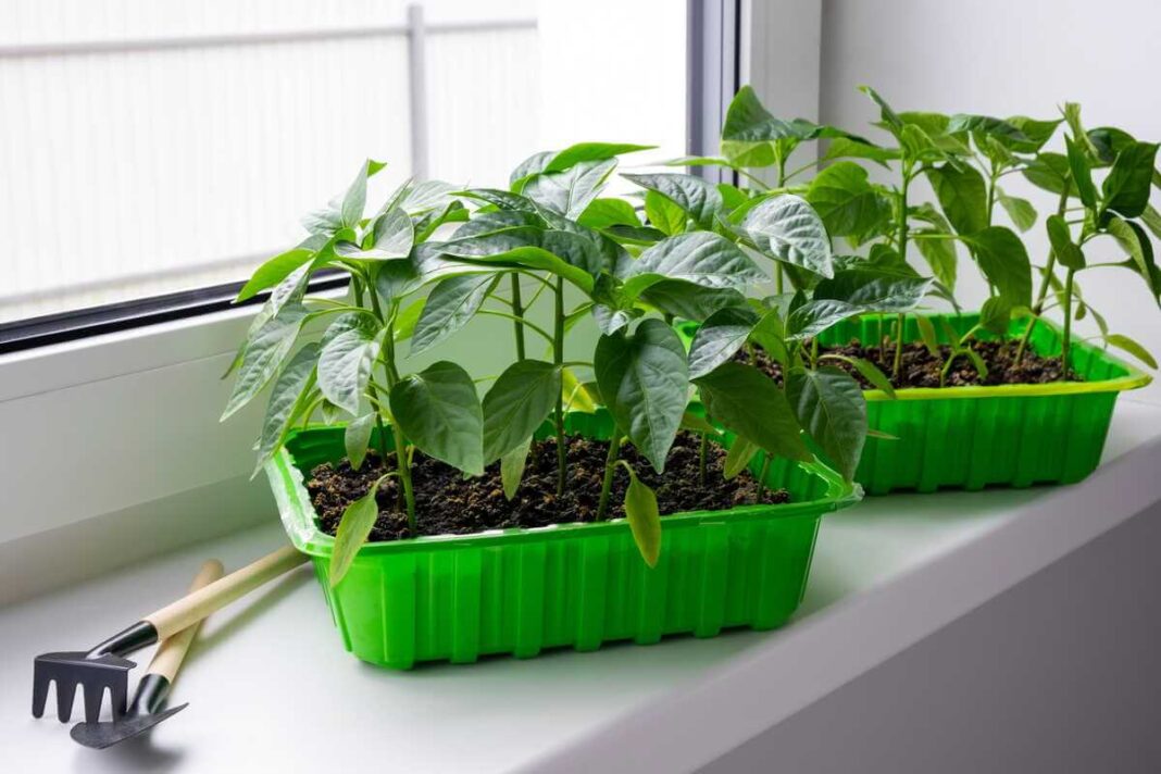 Paprikų daigų priežiūra pavasarį auginant juos žaliuose plastikiniuose konteineriuose ant šviesios palangės.