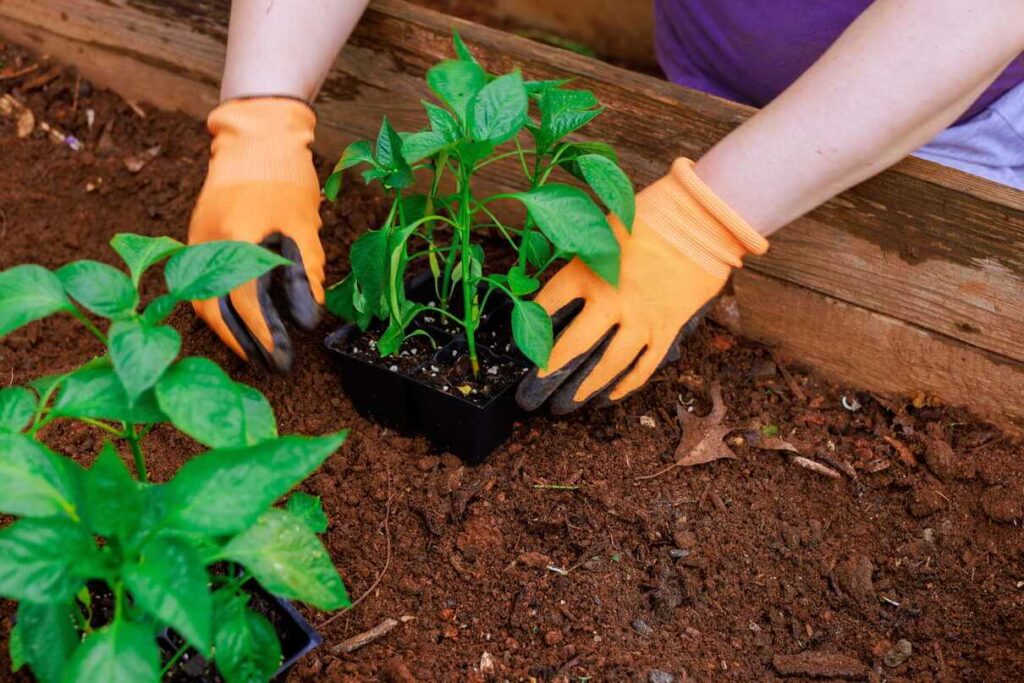 Paprikų sodinimas prasideda nuo sveikų daigų auginimo mažuose plastikiniuose vazonėliuose ant šviesios palangės.