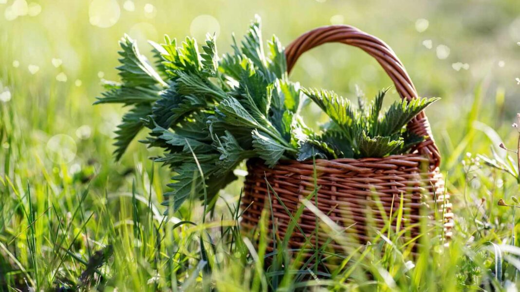 Pavasarinė mityba neįsivaizduojama be jaunų dilgėlių lapelių, surinktų į pintą krepšį miško pievoje.