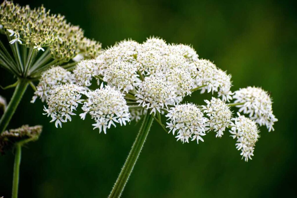 Pavasarinė mityba gali būti praturtinta laukiniais augalais, pavyzdžiui, baltais garšvos žiedais.