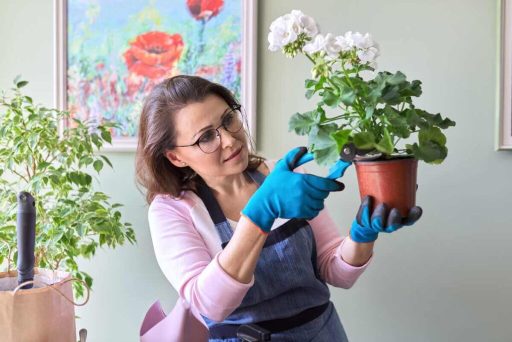 pelargonijų priežiūra - moteris su apsauginėmis pirštinėmis atsargiai geni kambarines gėles vazone.