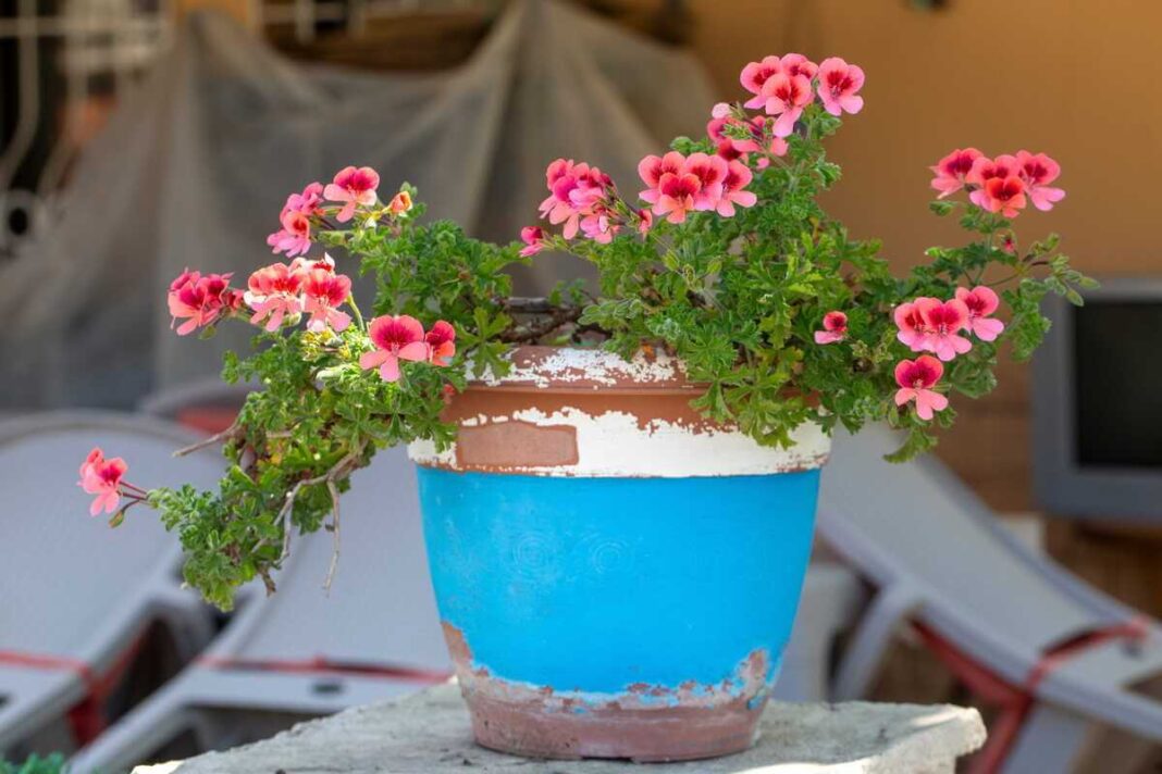 pelargonijų priežiūra - ryškiai žydintis rožinis augalas dekoratyviniame melsvame vazone lauko sąlygomis.