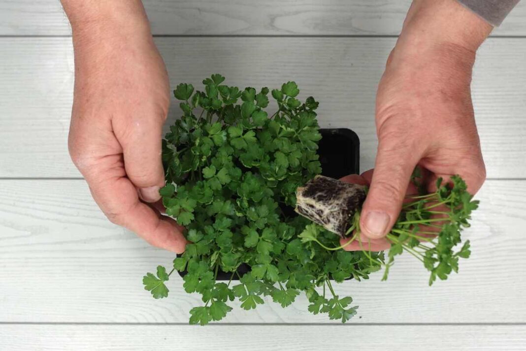 Petražolių auginimas prasideda nuo sveikų daigų su gerai išvystyta šaknų sistema paruošimo.d