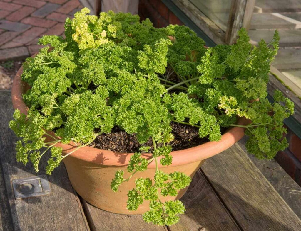 Petražolių auginimas lauke naudojant platų molinį vazoną su vešliais garbanotais lapais.