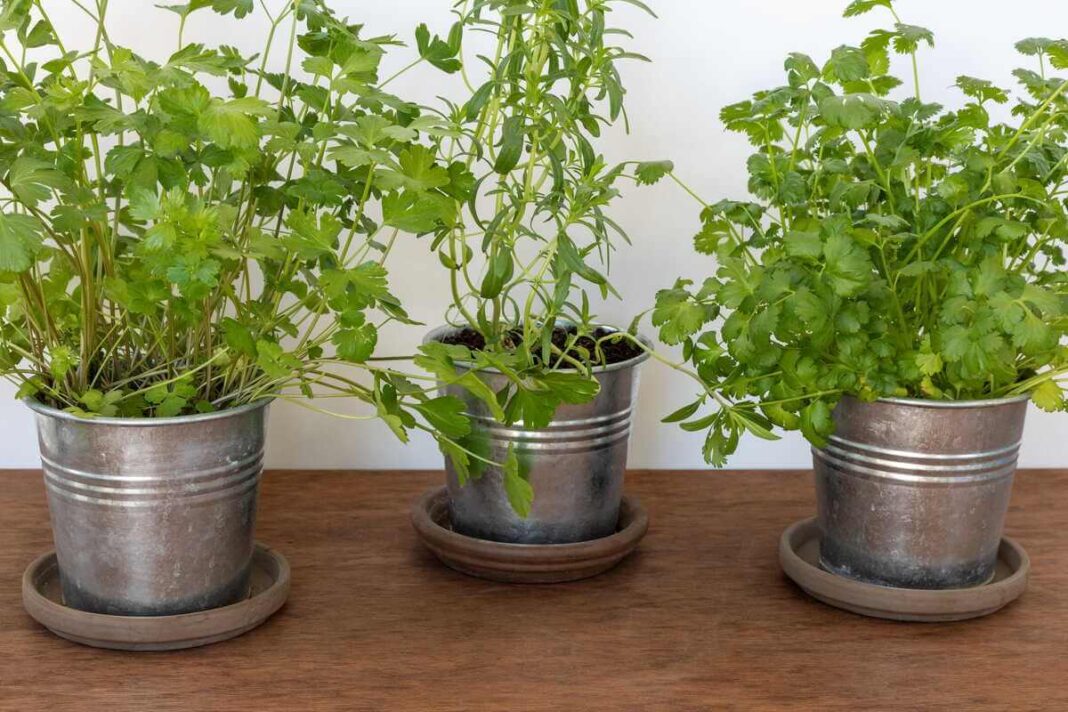 Petražolių auginimas namuose trijuose vienoduose cinkuoto metalo vazonėliuose su lėkštutėmis, stovinčiuose ant medinio stalo.