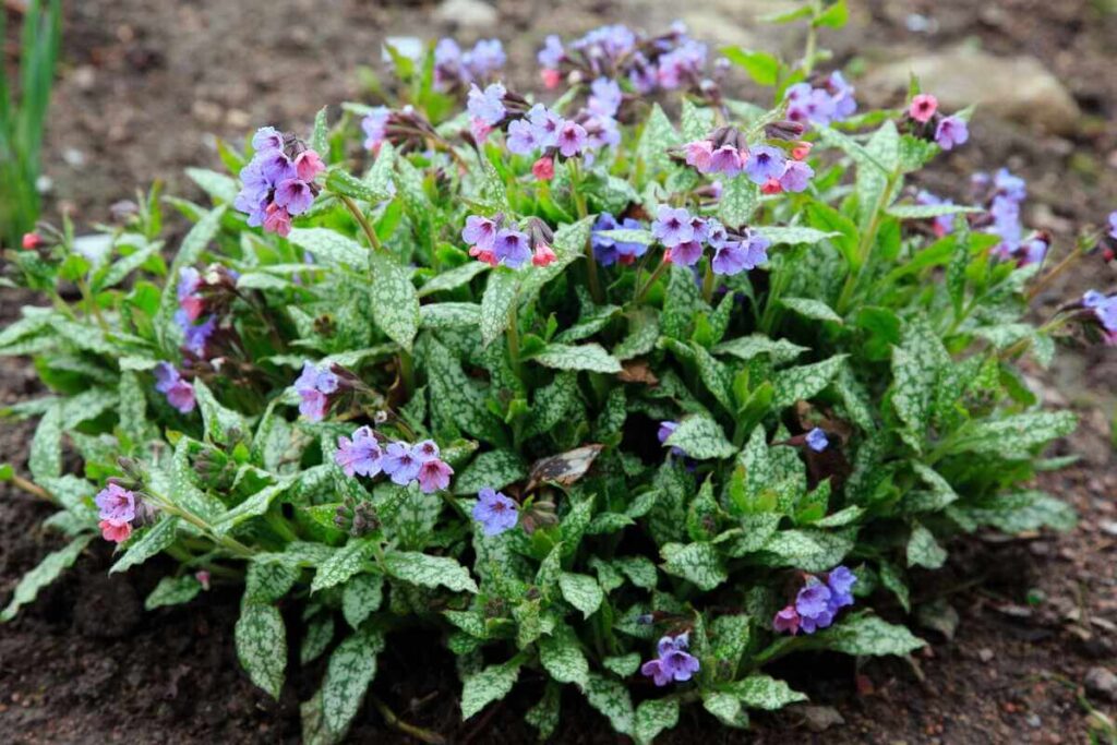 Plautės nauda: vaizduojamas suaugęs tamsžalės spalvos augalas su būdingais šviesiai dėmėtais lapais ir smulkiais violetiniais bei rožiniais žiedais dvaro darže.