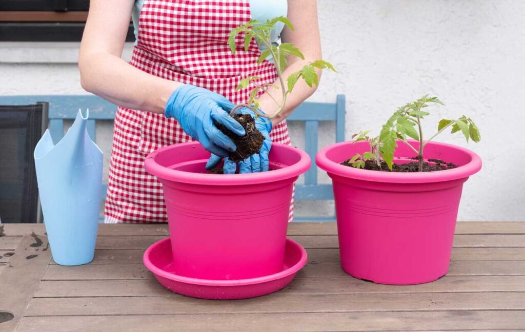 Pomidorų auginimas iš sėklų perkeliant sustiprėjusius daigus į didesnius spalvotus vazonus tolimesniam jų augimui.