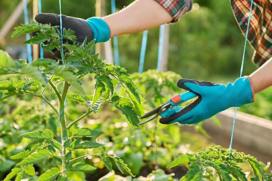 Pomidorų genėjimas darže naudojant specialias sodo žirkles viršūnių ir atžalų tvarkymui.