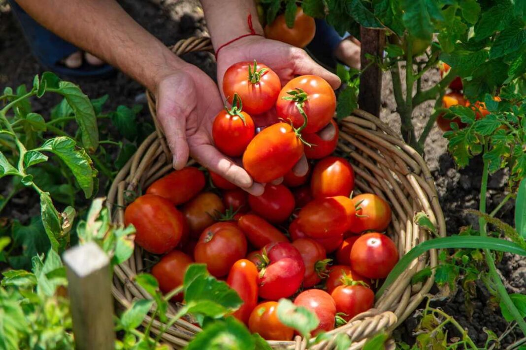 pomidorų sėja pavasarį užtikrina gausų ir spalvingą sultingų vaisių derlių pintame krepšyje.