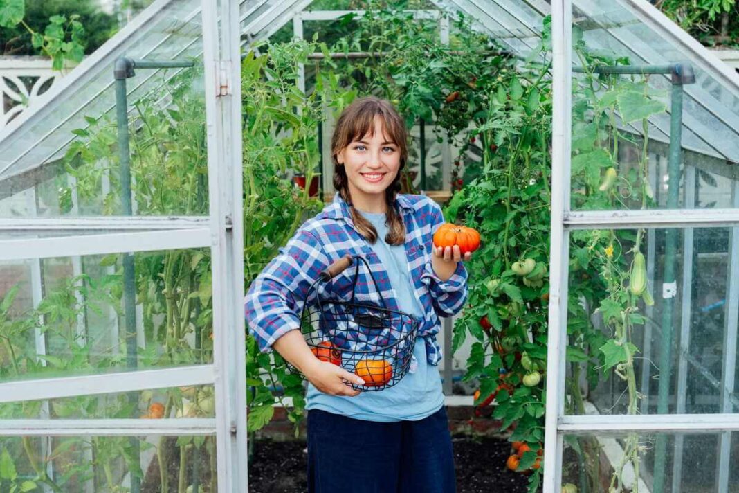 Pomidorų sodinimas šiltnamyje teikia džiaugsmą kiekvienam sodininkui, pasitinkančiam gausų derlių su šypsena.