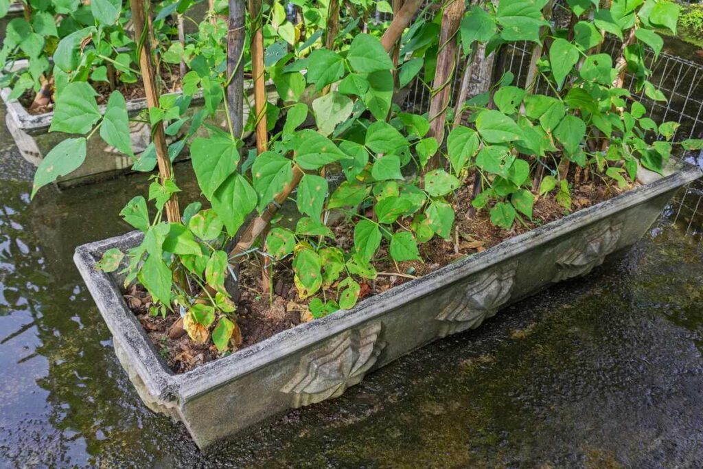 Pupelių sėja gali būti sėkmingai vykdoma ir dideliuose dekoratyviniuose loveliuose, naudojant medines atramas vijokliams.