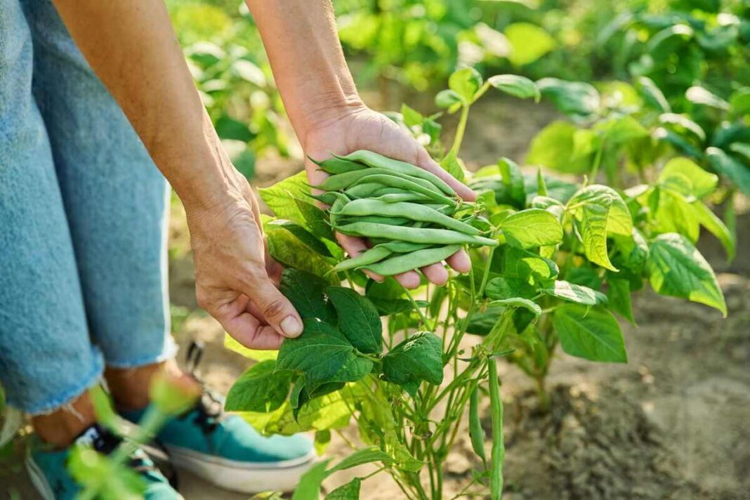 Pupelių sėja atperka pastangas, kai vasarą galima skinti gausų ir sveiką žalių ankščių derlių tiesiai iš lysvės.