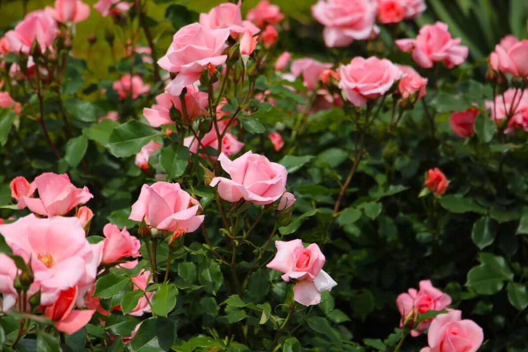 Rožių paruošimas pavasariui užtikrina, kad vasarą krūmas gausiai žydės sveikais, rožiniais žiedais.