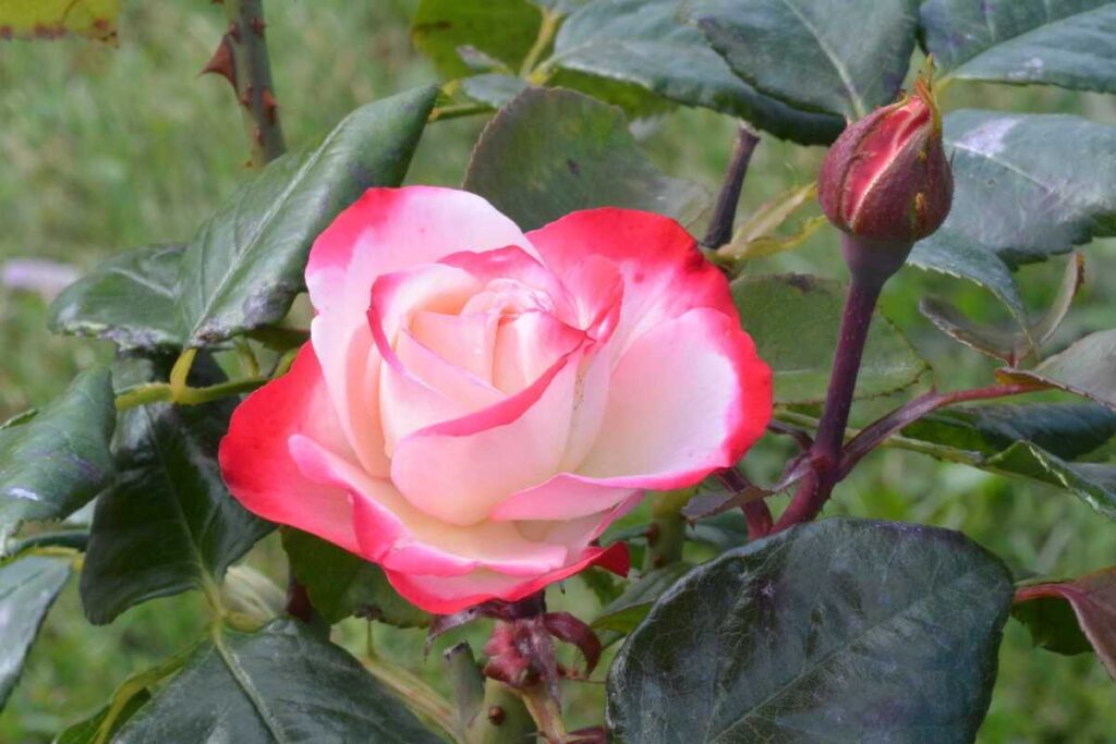 Rožių priežiūra pavasarį padeda subrandinti sveikus žiedus ir naujus pumpurus ant žalių krūmų ūglių.